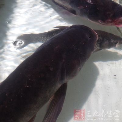 買魚時,要注意魚身上有沒有紅點,腹部有沒有異樣腫大 買魚時,要注意魚身上有沒有紅點,腹部有沒有異樣腫大