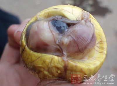 所謂的活珠子就是經傳統孵化發育而成的雞胚胎