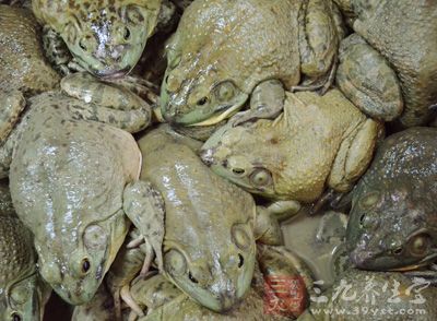 不正確地食用蛙類、蛇類,形如喝蛇血,吞蛇膽,吃涼拌蛇皮,或者誤飲了被帶蟲劍水蚤污染的水,都有可能造成裂頭蚴的感染 不正確地食用蛙類、蛇類,形如喝蛇血,吞蛇膽,吃涼拌蛇皮,或者誤飲了被帶蟲劍水蚤污染的水,都有可能造成裂頭蚴的感染
