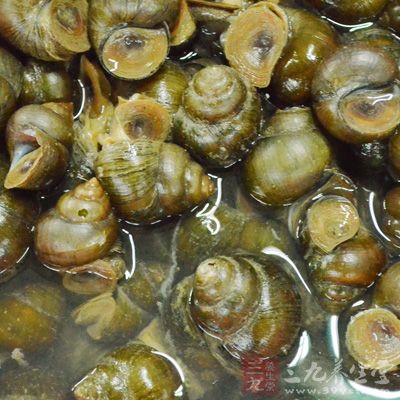 有人為了貪食鮮嫩,只是開水汆一下即食,人若生食或吃了不熟的螺肉就可能被感染管圓線蟲 有人為了貪食鮮嫩,只是開水汆一下即食,人若生食或吃了不熟的螺肉就可能被感染管圓線蟲
