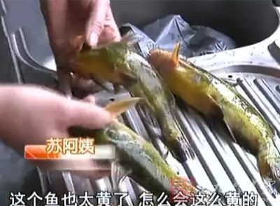 蘇阿姨准備殺魚的時候，滿手都是黃色的粘稠物