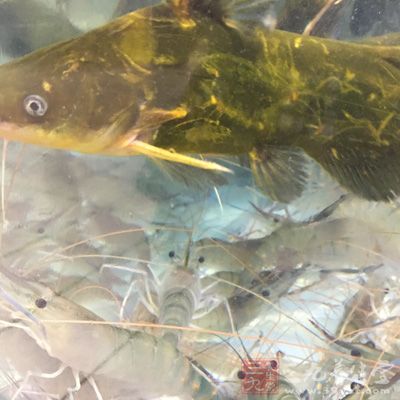 黃峰魚是南方人對於一種魚類食物的叫法