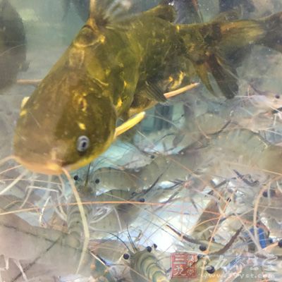 只要加黃料，黃蜂魚顏色就會很黃，而菱湖鎮上的魚飼料銷售點老板，證實了這一說法