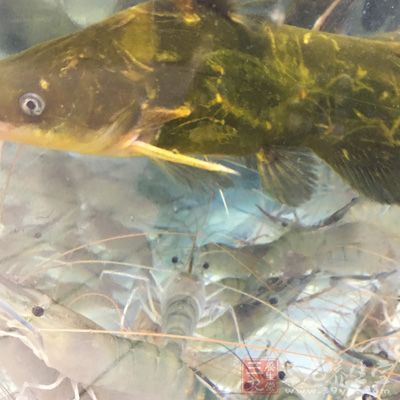 通常水箱內水清澈,有水泵供氧,水流較快的,魚新鮮度比較高 通常水箱內水清澈,有水泵供氧,水流較快的,魚新鮮度比較高