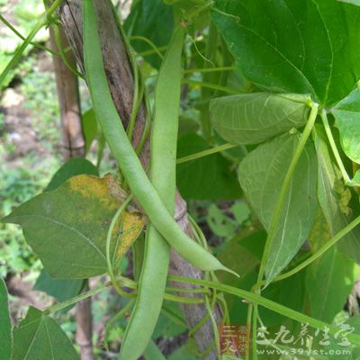 豆角提供了易於消化吸收的優質蛋白質,適量的碳水化合物及多種維生素、微量元素等,可補充機體的招牌營養素 豆角提供了易於消化吸收的優質蛋白質,適量的碳水化合物及多種維生素、微量元素等,可補充機體的招牌營養素