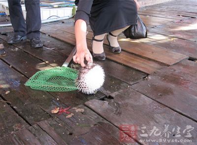 野生河豚血液、魚籽和肝髒均含有劇毒,其毒性相當於劇毒藥品氰化鈉的1250倍,只需要0.48毫克就能致人死命 野生河豚血液、魚籽和肝髒均含有劇毒,其毒性相當於劇毒藥品氰化鈉的1250倍,只需要0.48毫克就能致人死命