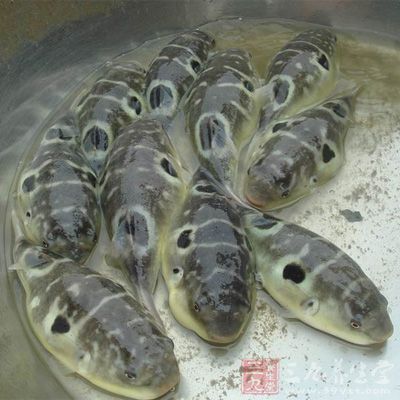 食用河豚魚出現不良症狀,可以用手指催吐,盡量把河豚魚吐出,以降低河豚毒素的攝入 食用河豚魚出現不良症狀,可以用手指催吐,盡量把河豚魚吐出,以降低河豚毒素的攝入