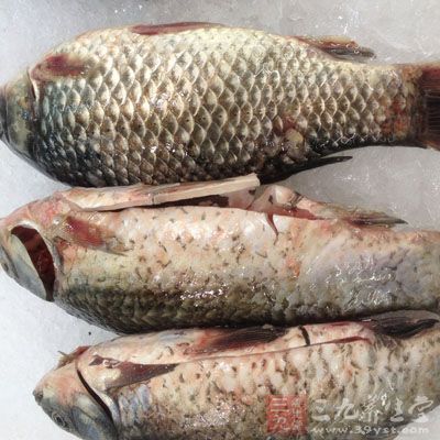 在吃魚的時候活殺現吃會造成痛風的