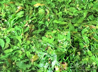 荠菜可以幫助我們清肝還能明目