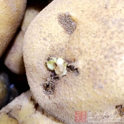 吃了這樣的土豆，必然存在著中毒的危險