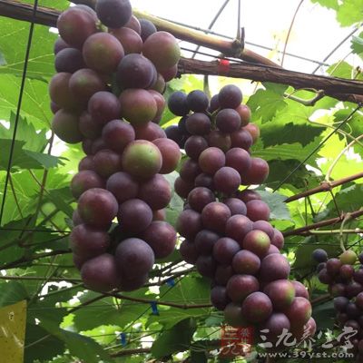 李子，石榴，葡萄，檸檬