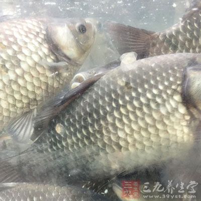 不管什麼樣的魚,在這種情況下都會發生脫水、酸臭 不管什麼樣的魚,在這種情況下都會發生脫水、酸臭