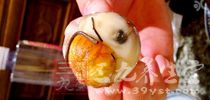人如果長時間食用，就會導致身體的健康被這些細菌損害
