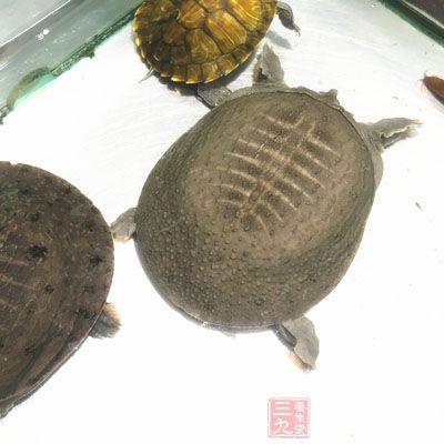 這樣做法顯然會導致野味中的寄生蟲進入身體中