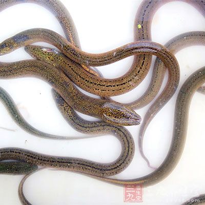黃鳝體內含有較多寄生蟲