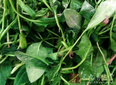 服鈣片前後2小時內不要進食菠菜