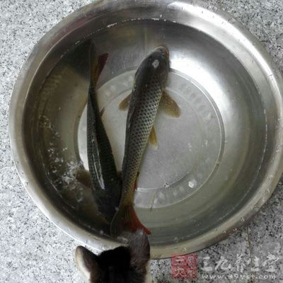 鯉魚味甘、性平,無毒,功能健脾開胃、利尿消腫、止咳平喘、安胎通乳、清熱解毒 鯉魚味甘、性平,無毒,功能健脾開胃、利尿消腫、止咳平喘、安胎通乳、清熱解毒