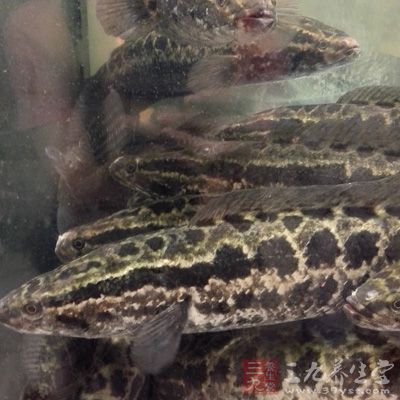 黑魚與生姜、紅棗煮食用,對治療肺結核有輔助作用 黑魚與生姜、紅棗煮食用,對治療肺結核有輔助作用