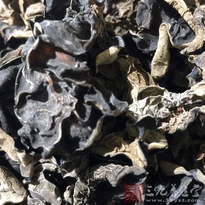 黑木耳具有益氣強身、滋腎養胃、活血等功能 黑木耳具有益氣強身、滋腎養胃、活血等功能
