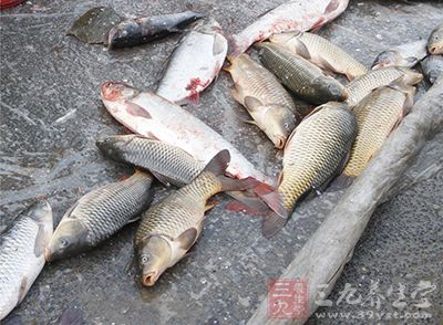 魚是諸多人群所喜愛，過多的食用它也不會導致肥胖的出現