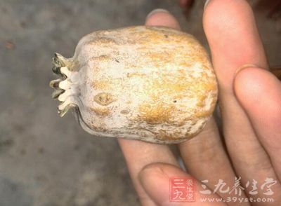 食物中添加罂粟殼對人體危害非常大