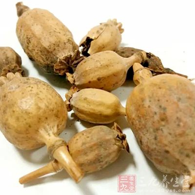 罂粟殼外形為棗核形，如鴿子蛋大小