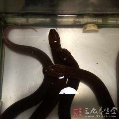 黃鳝、河魚是肝癌、胃癌的保護性因素 黃鳝、河魚是肝癌、胃癌的保護性因素