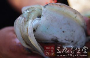 鱿魚是很多夜宵店必備的食物