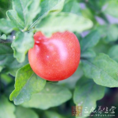 番茄除了能夠減肥,其中的維生素E能夠抗氧化 番茄除了能夠減肥,其中的維生素E能夠抗氧化