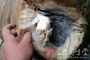 生竹筍會引起食物中毒