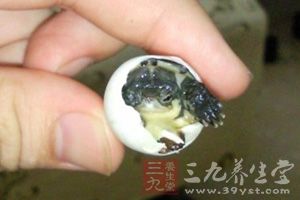 甲魚——引起孕婦腹瀉腹痛