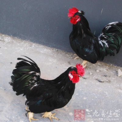 其實,對於吃雞頭這個做法是不可取的 其實,對於吃雞頭這個做法是不可取的