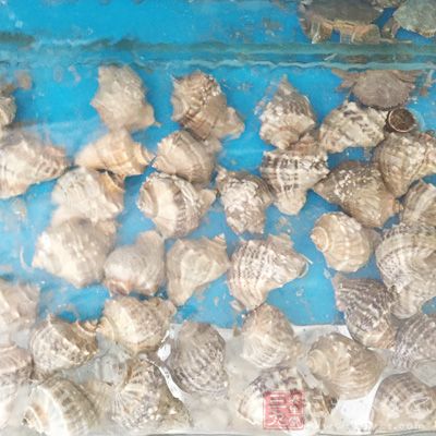海螺屬於海鮮的一種,污染嚴重 海螺屬於海鮮的一種,污染嚴重