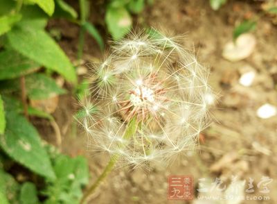 蒲公英並不適合所有的人群服用
