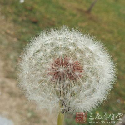 蒲公英水對於治療乳癰具有很好的效果