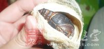 蠶蛹雖然營養豐富，也有一定的藥用價值，但胡亂食用有風險