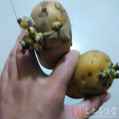 常常會導致它出現長芽的情況