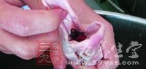 腌制食物在腌制過後3-21天內，其中的亞硝酸鹽含量最高