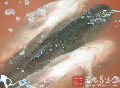 魚和其他動物一樣，死後肌肉組織仍然繼續進行著僵硬、自溶、腐化的生物化學反應