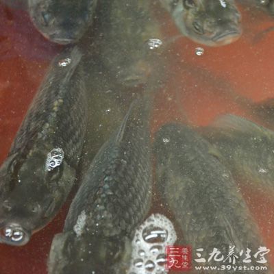 魚肉裡面富含膠原蛋白，能夠增強身體活力修補人體細胞組織
