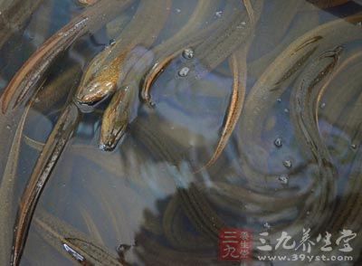 黃鳝中細菌是很多的，吃進身體是會造成寄生蟲的