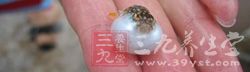 魚肚子裡的一物
