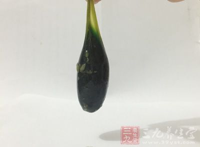 魚膽是藥也是毒 魚膽是藥也是毒