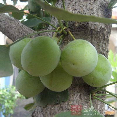 銀杏果皮中含有有毒物質“白果酸”、“氫化白果酸”