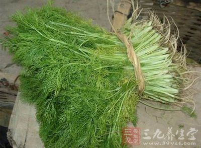 茴香能解毒、減輕經痛