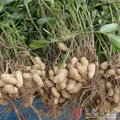 特別是小麥、海鮮、貝類、雞蛋、牛奶、大豆、花生、堅果等都是最容易導致過敏的食物 特別是小麥、海鮮、貝類、雞蛋、牛奶、大豆、花生、堅果等都是最容易導致過敏的食物
