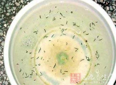 甲魚體內的水蛭蟲卵不能被白酒殺死 甲魚體內的水蛭蟲卵不能被白酒殺死