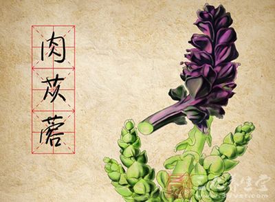 在中國,內蒙古自治區的阿拉善盟地區是肉苁蓉主要的出產地 在中國,內蒙古自治區的阿拉善盟地區是肉苁蓉主要的出產地