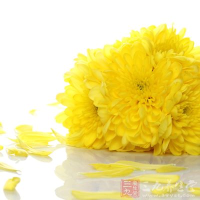 菊花也是一種中藥