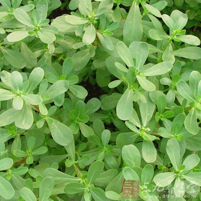 剛開始吃馬齒苋一定要少量